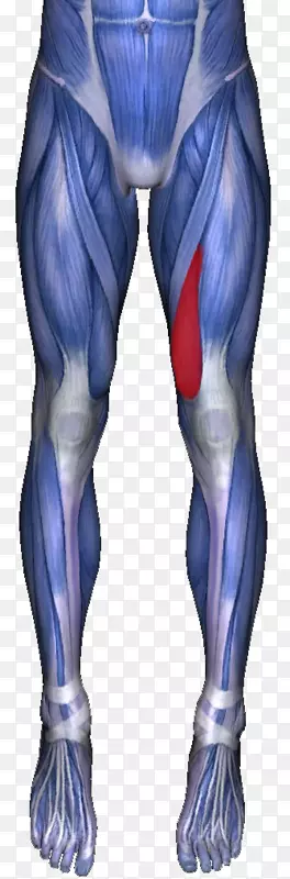 大收肌内收肌股薄肌痛-骨骼肌