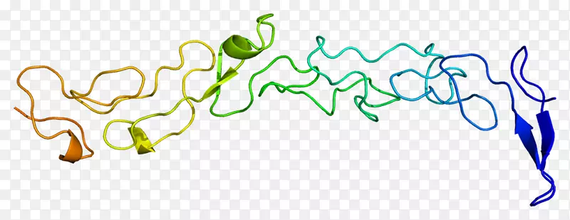 层粘连蛋白，γ-1糖蛋白基因-Gamma 1