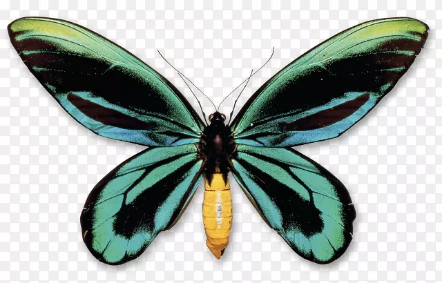 蝴蝶新几内亚女王亚历山德拉的鸟翼昆虫-亚历山德拉女王的鸟翅