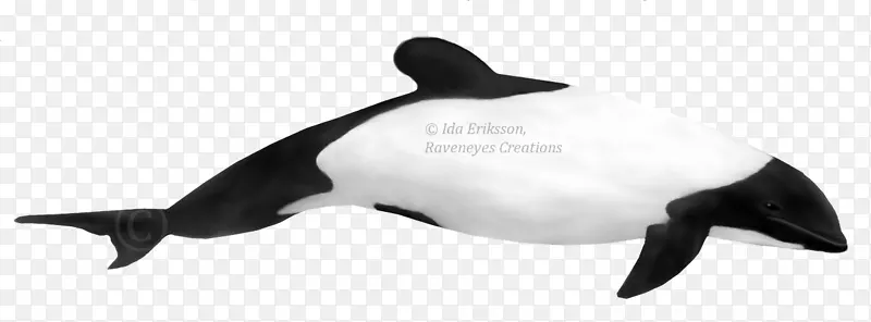 短喙海豚，齿状鲸，赫克托的白嘴海豚
