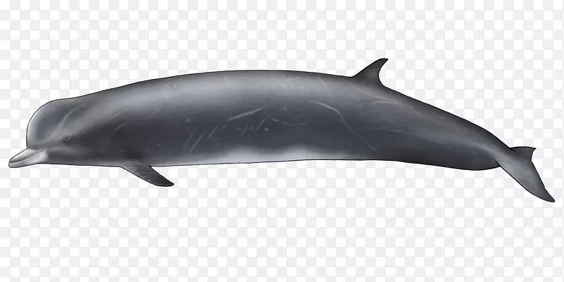 普通宽吻海豚图库溪短喙普通海豚粗齿海豚全白喙海豚