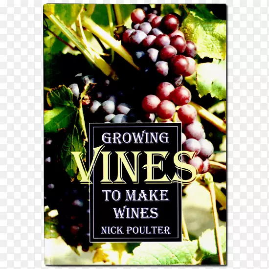 普通葡萄藤种植葡萄酿制葡萄酒、甜品葡萄酒-葡萄