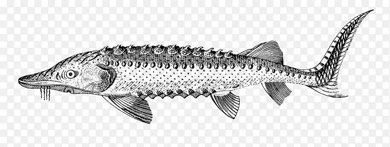鲭鱼油性鱼线艺术白鱼