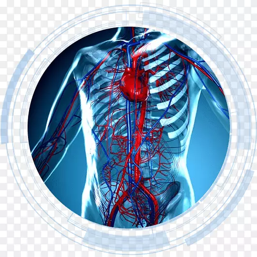 生物解剖学生理学人体解剖生理学生物学心脏