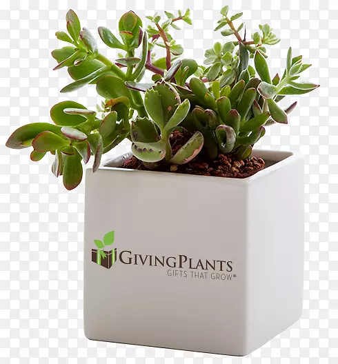 家庭植物礼品花盆肉质植物-植物