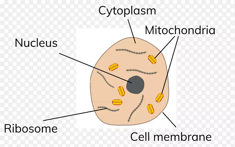 植物细胞Cèl·Lula动物亚细胞定位-动物细胞