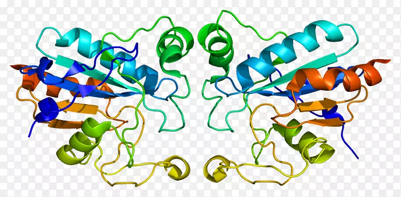 谷胱甘肽过氧化物酶GPX 1硒蛋白