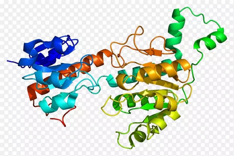 ctbp 1 Foxp 2蛋白结构基因