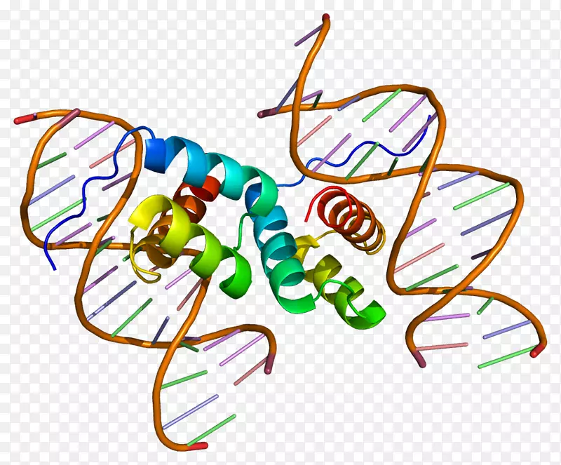 PDX 1蛋白同源盒转录因子基因