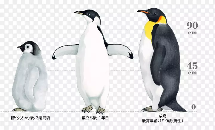帝企鹅-南极企鹅