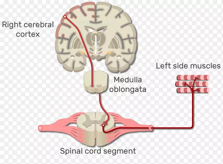 躯体神经系统上运动神经元下运动神经元神经通路-骨骼肌