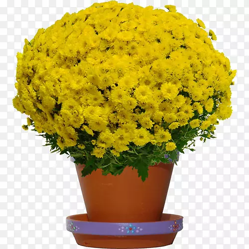 菊花切花黄色植物-阳性