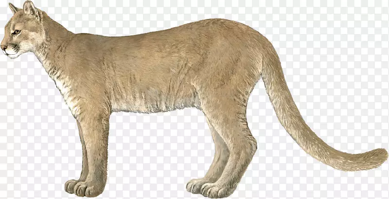 胡须美洲狮大猫狮