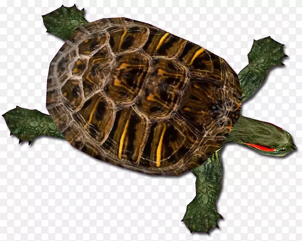 盒形海龟常见的抓取龟红耳滑块龟-软壳龟
