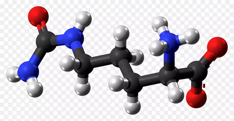 瓜氨酸精氨酸一氧化氮合酶球棒模型磷酸氨基甲酰