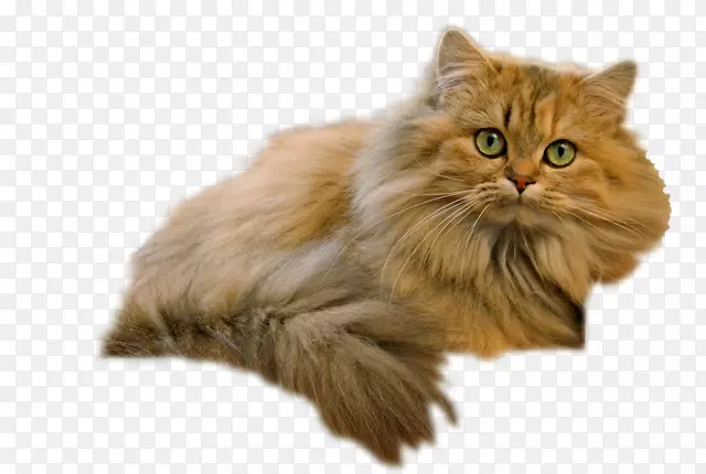 波斯猫亚洲半长毛西伯利亚猫Cymric英国半长毛英国速记