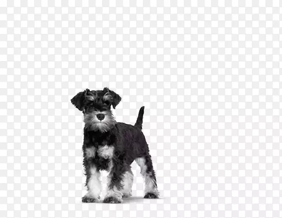 小型雪纳瑞莫基面条小狗哈瓦尼斯犬-小型雪纳瑞犬