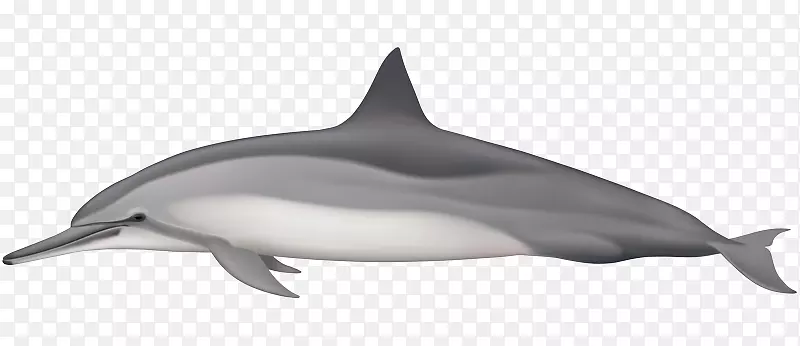 旋转海豚条纹海豚短喙普通海豚普通宽吻海豚粗齿海豚白喙海豚