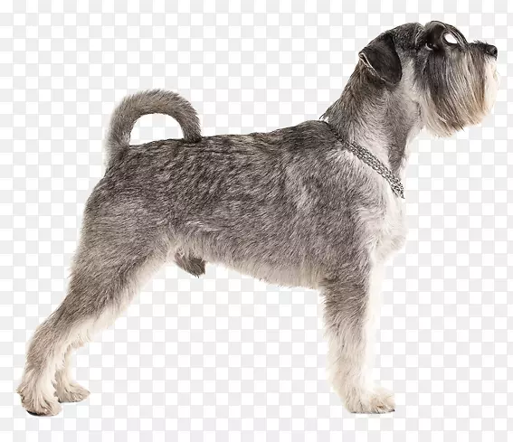 小型雪纳瑞标准雪纳瑞莱克兰猎犬雪拉面切斯基猎犬-小型雪纳瑞犬