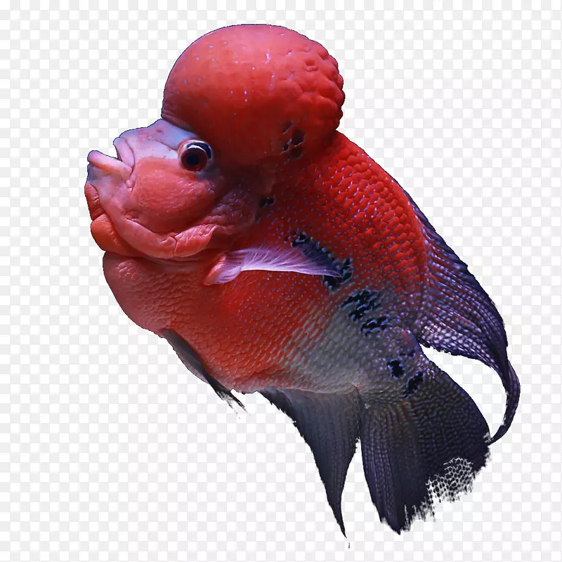 锦鲤水族馆鱼印度热带鱼