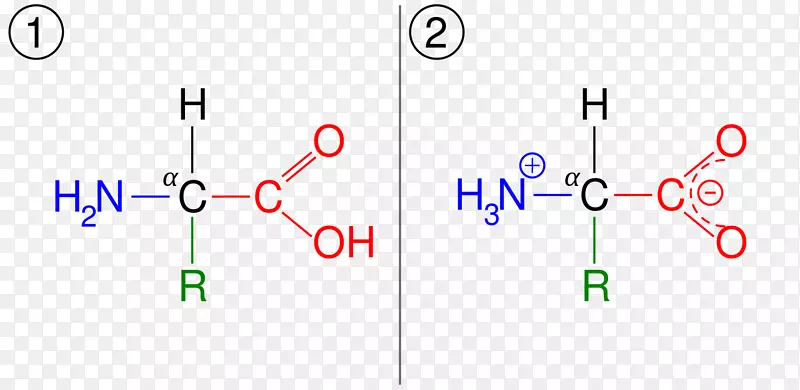 两性离子甘氨酸游离氨基酸胺