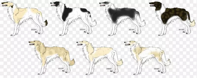 西班牙灰狗斯鲁吉犬品种
