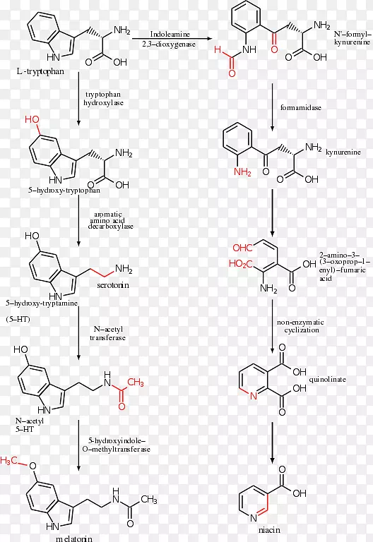 色氨酸羟化酶5-羟色胺褪黑素氨基酸-5-羟色胺