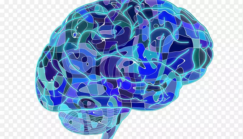 人脑神经科学神经可塑性认知训练