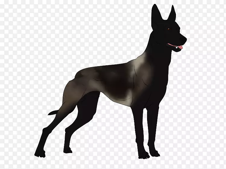 大丹犬培育非体育团体护卫犬组(犬)-马林诺瓦犬