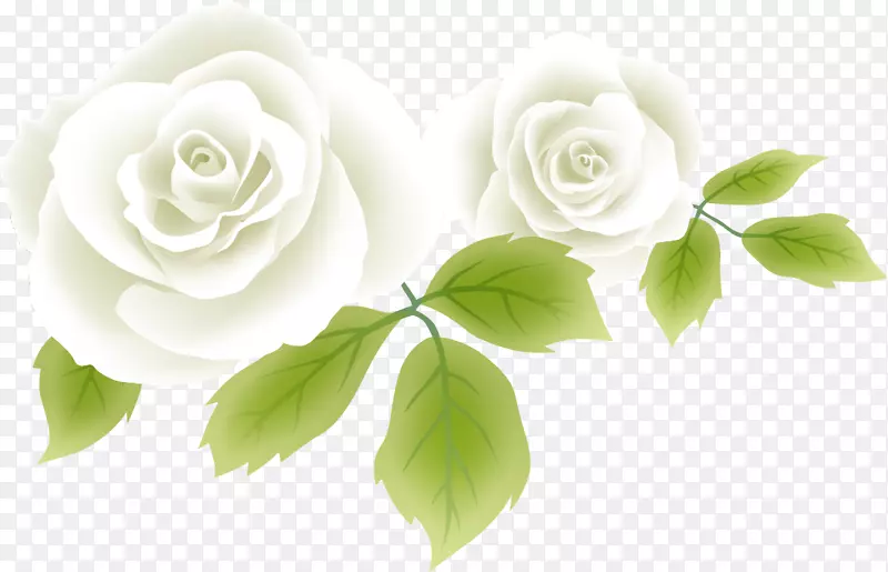 花园玫瑰，卷心菜，玫瑰花，白花