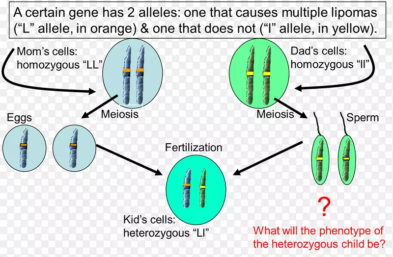等位基因显性杂合子优势细胞遗传学-康奈尔指出
