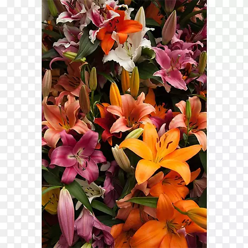 花卉设计切割花卉，百合花，印加花束-秘鲁百合