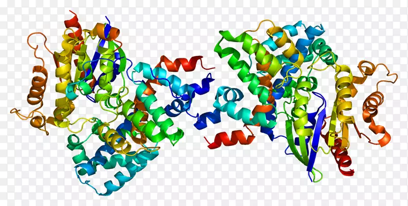胸苷激酶1蛋白