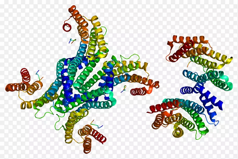 UBE3A 14-3-3蛋白基因无细胞蛋白合成
