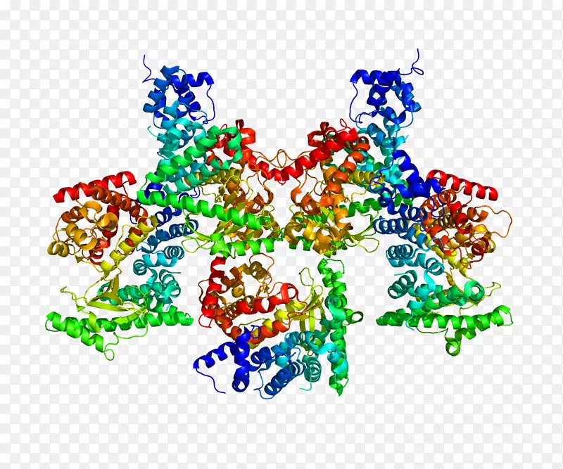 p110α磷酸肌醇3-激酶Ⅲ类π-激酶蛋白