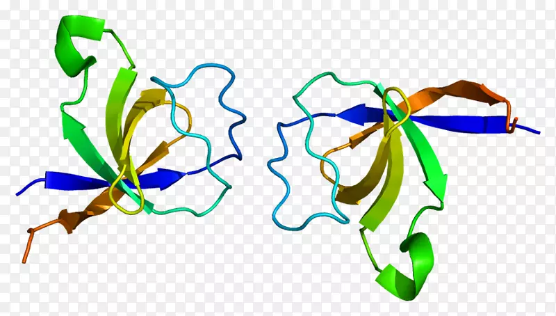 BCAR 1富含脯氨酸的蛋白prp 36基因