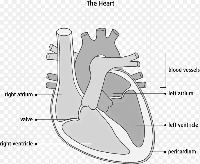 室间隔心脏解剖图心血管疾病-心脏
