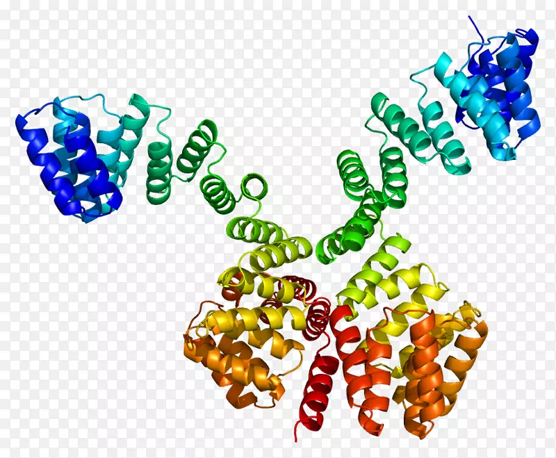 OGT蛋白o-GlcNAc转移酶o-连接糖基化