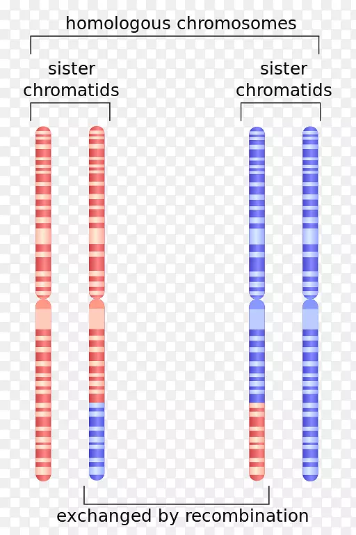 姐妹染色单体同源染色体遗传重组染色体