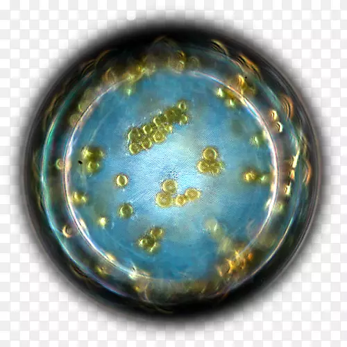 浮游生物学家生物发光硅藻