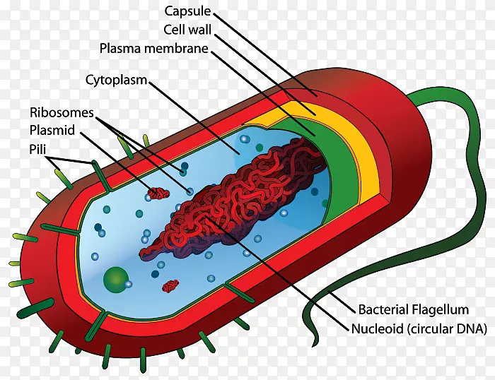 原核细胞理论真核细菌细胞结构