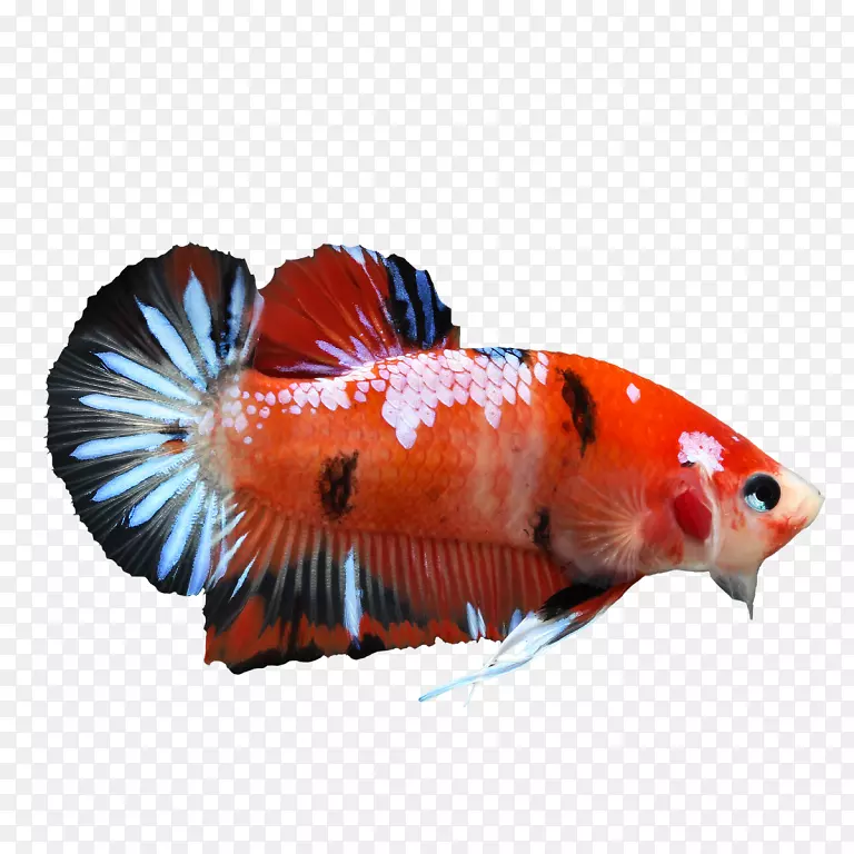 暹罗斗鱼锦鲤尾贝塔：你快乐健康的宠物鱼