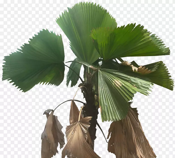 亚洲棕榈，槟榔科，甘草，扇叶棕榈科植物