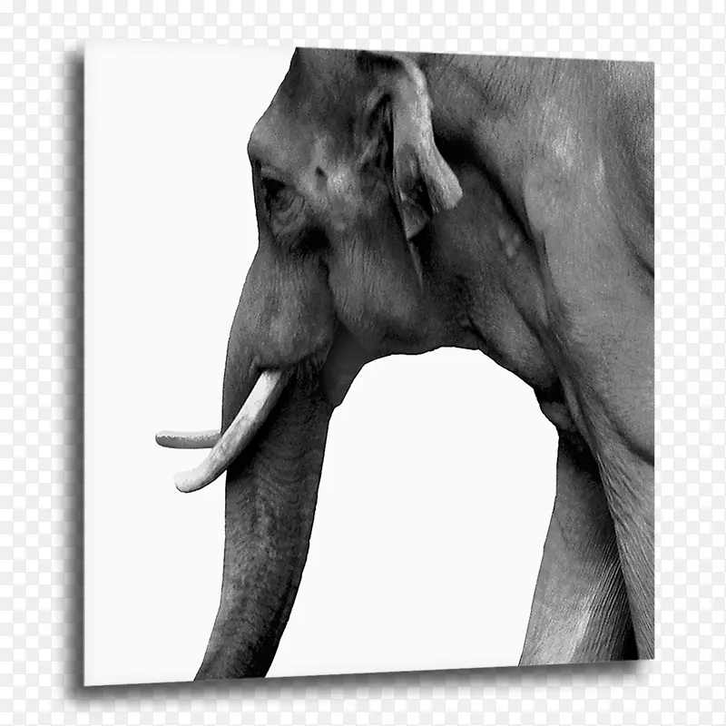 印度象非洲象浮雕&设计大象艺术-磁学