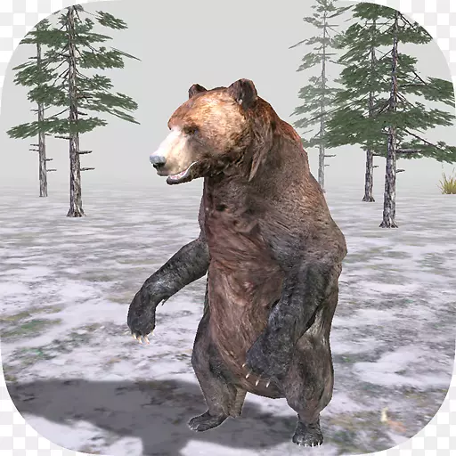 灰熊阿拉斯加半岛棕熊陆地动物野生动物-熊
