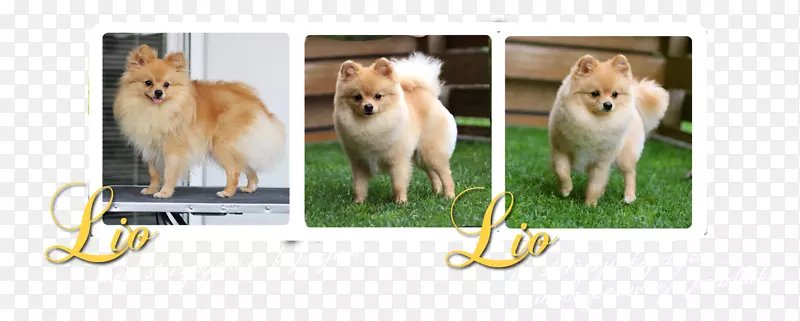 波美拉尼亚芬兰斯皮兹犬品种-lio