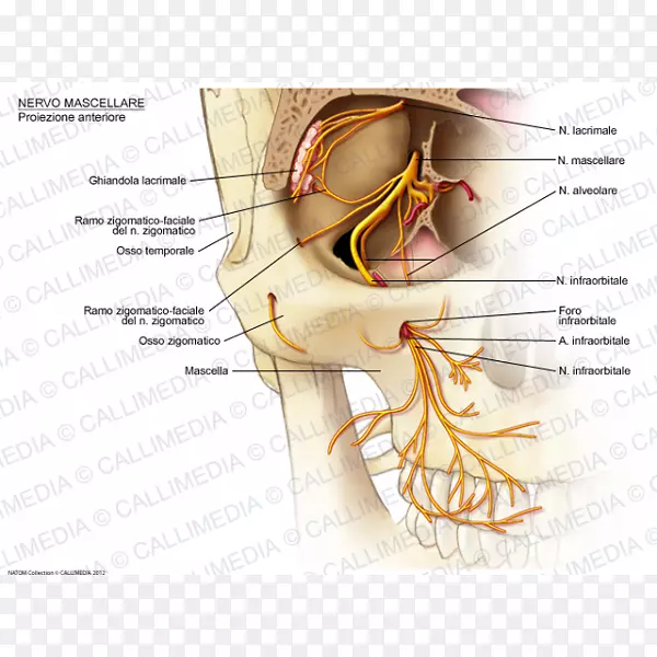 眶下神经上颌骨神经颧骨神经骨盆