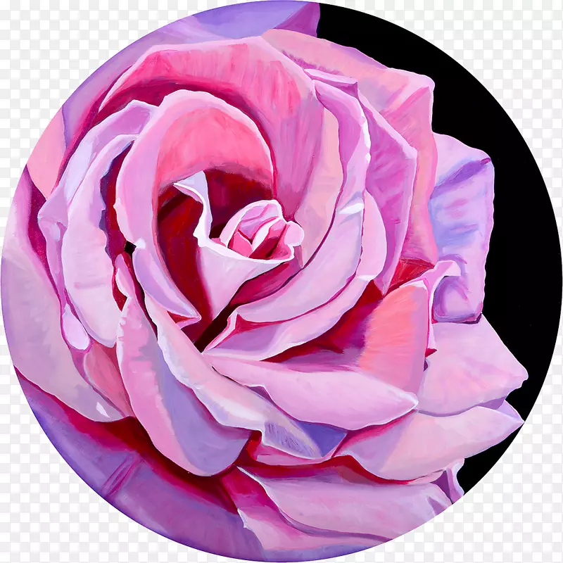 花园玫瑰卷心菜课切花艺术天鹅绒质地