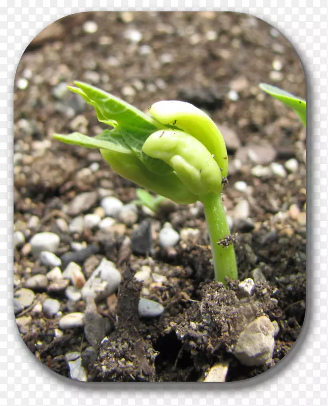 土壤植物茎秆它是怎样生长的？