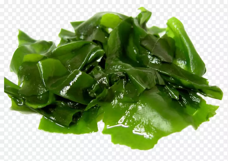 海藻食用海藻食海藻